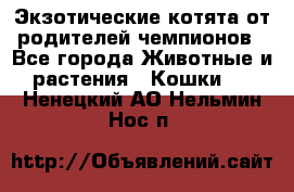  Экзотические котята от родителей чемпионов - Все города Животные и растения » Кошки   . Ненецкий АО,Нельмин Нос п.